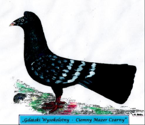 Gdański Wysokolotny - Ciemny Mazer czarny