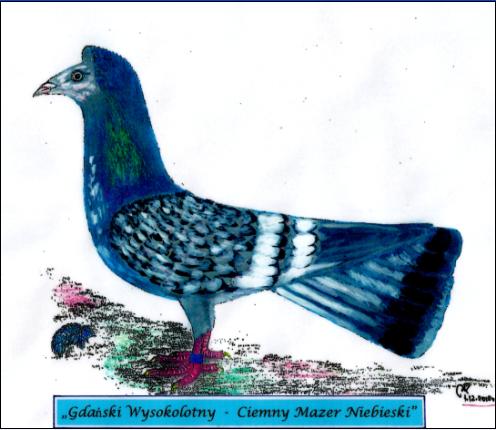 Gdański Wysokolotny - Ciemny Mazer Niebieski