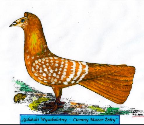 Gdański Wysokolotny - Ciemny Mazer Żółty