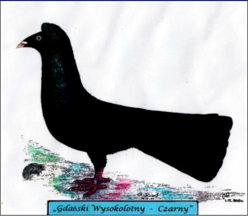 Gdański Wysokolotny - Czarny