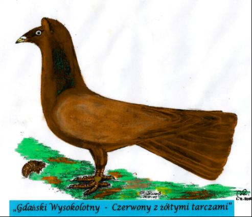 Gdański Wysokolotny - Czerwony z żółtymi tarczami