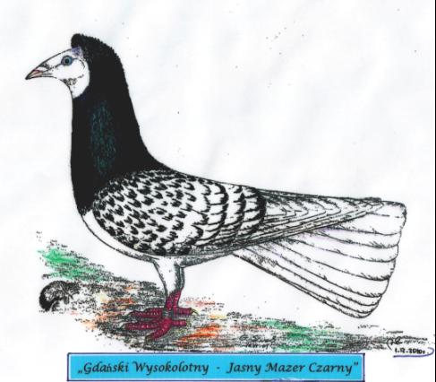 Gdański Wysokolotny - Jasny Mazer Czarny