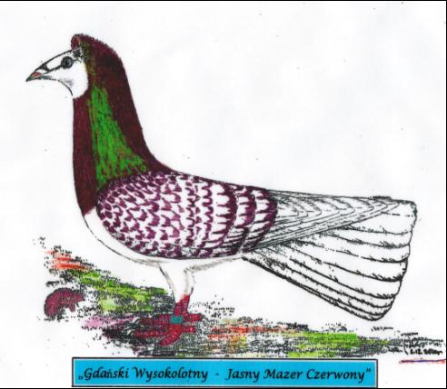 Gdański Wysokolotny - Jasny Mazer Czerwony