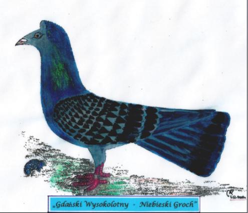 Gdański Wysokolotny - Niebieski Groch