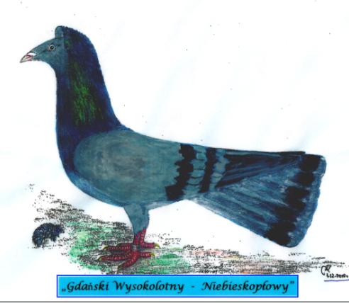 Gdański Wysokolotny - Niebieskopłowy
