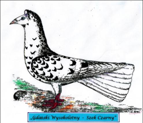 Gdański Wysokolotny - Szek Czarny