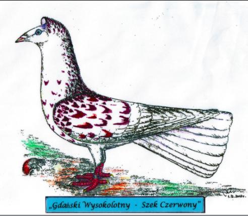 Gdański Wysokolotny - Szek Czerwony