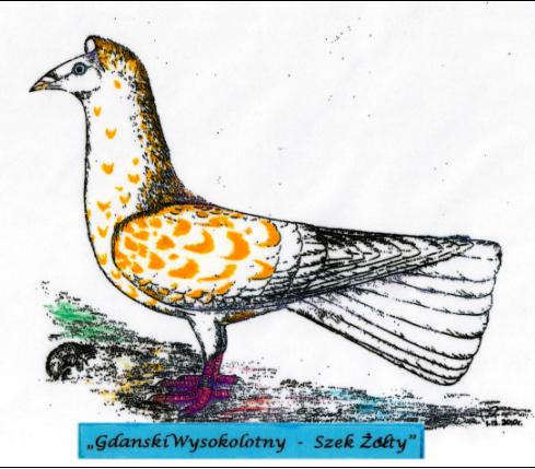 Gdański Wysokolotny - Szek Żółty