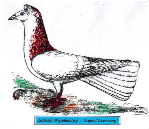 Gdański Wysokolotny - Szymel Czerwony