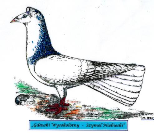 Gdański Wysokolotny - Szymel Niebieski