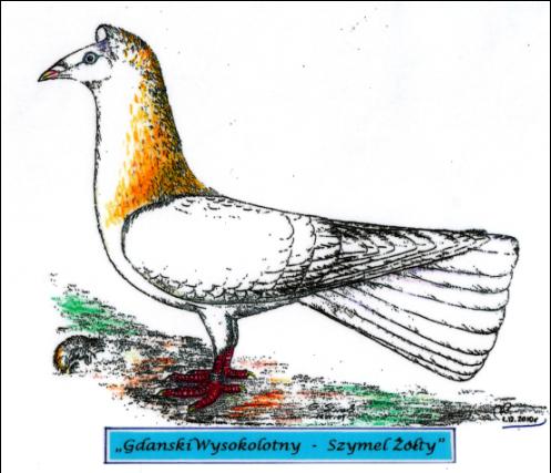 Gdański Wysokolotny - Szymel Żółty