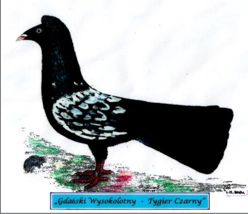 Gdański Wysokolotny - Tygier Czarny