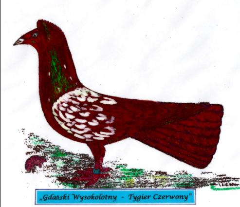 Gdański Wysokolotny - Tygier Czerwony