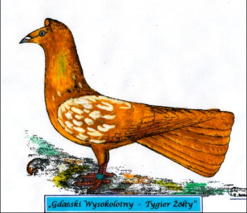 Gdański Wysokolotny - Tygier Żółty