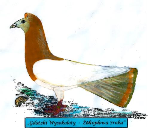 Gdański Wysokolotny - Żółtopłowa Sroka