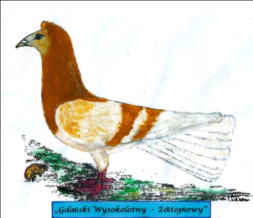 Gdański Wysokolotny - Żółtopłowy