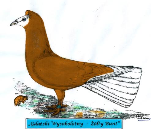 Gdański Wysokolotny - Żółty Bunt